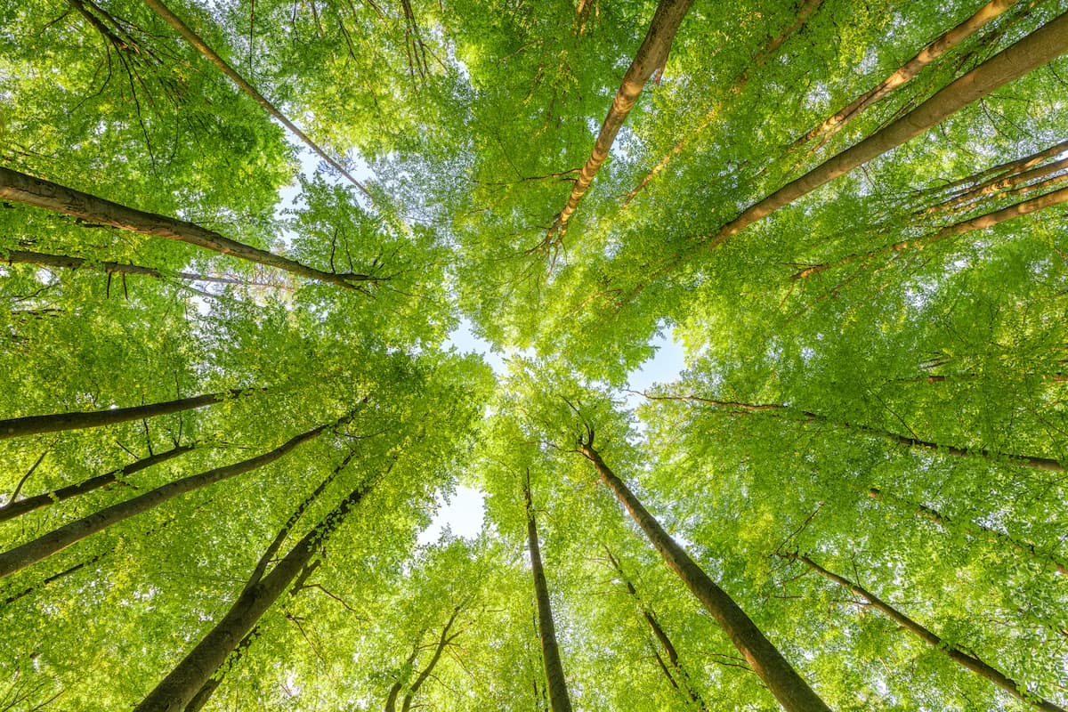 Looking up into forest of trees