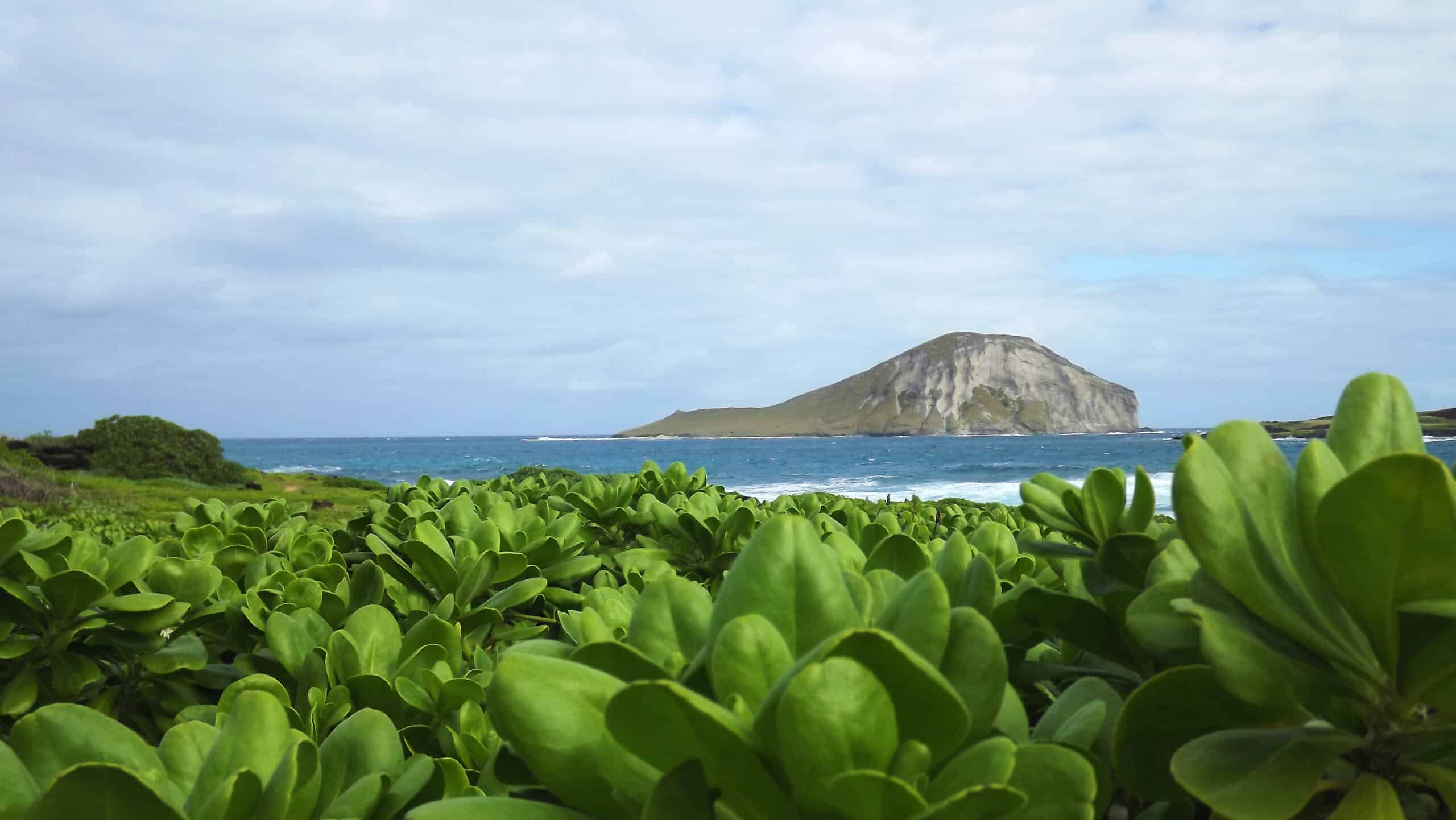 Hawaii island and ocean view